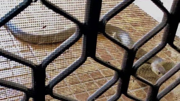 The brown snake was "banging its head on the door" of the Newcastle home.