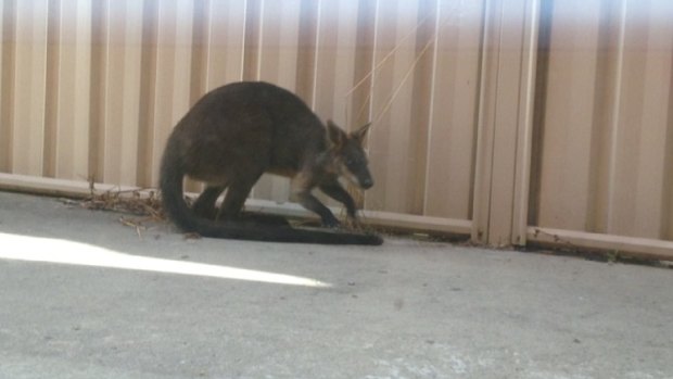 Contrary to rumour, the swamp wallaby was not looking for a bespoke beer during his visit to Braddon.