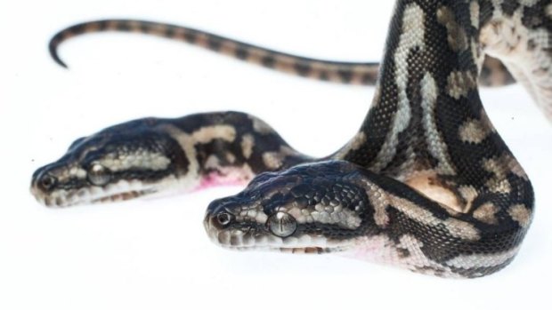 The two-headed snake is a coastal carpet python.