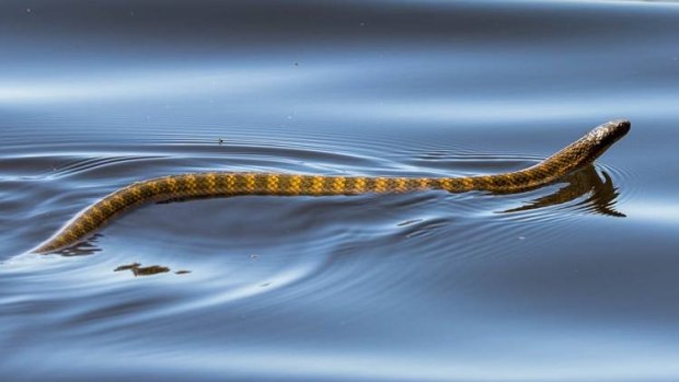 Queensland snake catcher warns of snakes in drains