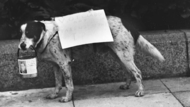 Queensland election campaigning 1935-style: a dog with a sign on its back.