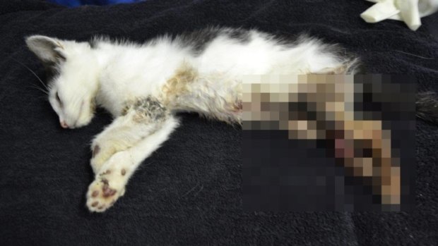 A kitten has had to have its leg amputated after it was abandoned in Weston.