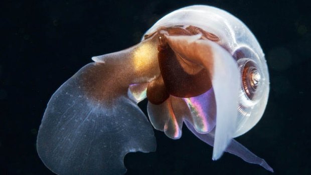 Pteropod mollusk found in north Pacific waters.