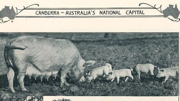 Canberra's Hog Farm tourist attraction, 1934