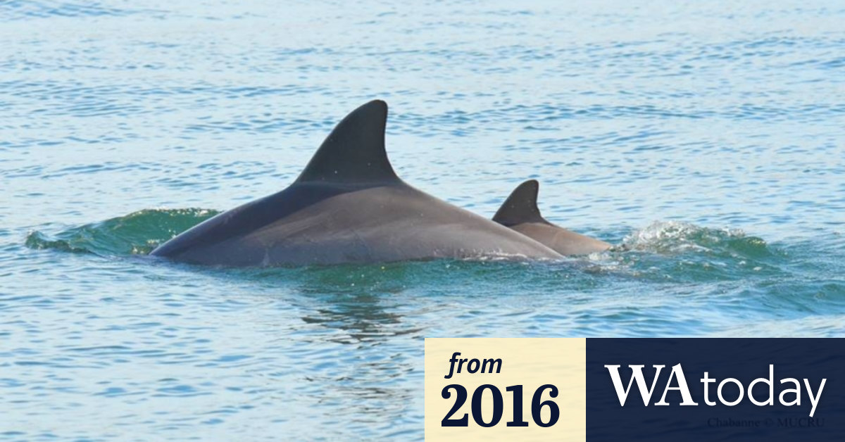 Two Newborn Dolphin Calves Photographed In The Swan River In Fremantle