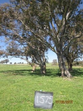 A Blakely's red gum earmarked for removal, among 16 regulated trees to be cut down for housing development at Ginninderry, West Belconnen. 