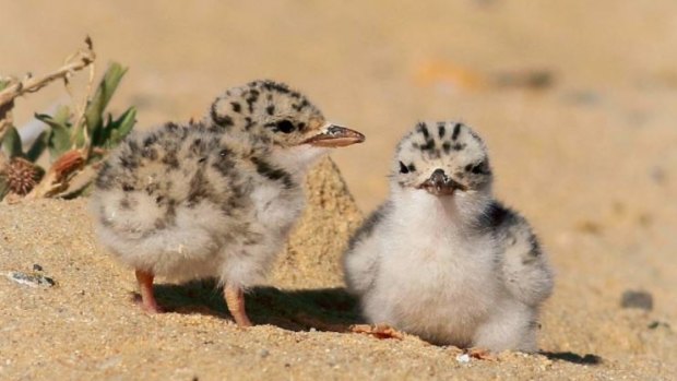 Baby fairy terns.