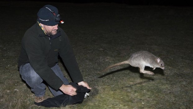 Welcome back: The eastern bettong was extinct on Australia's mainland for more than 100 years.