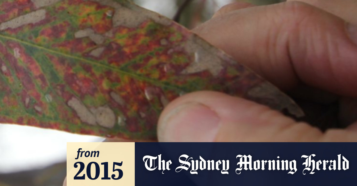 Sapinsect plays role in changing the colour of eucalytps