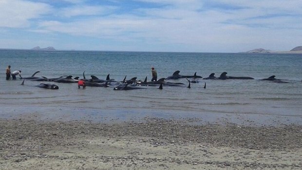 Mexican soldiers and villagers try in vain to move beached whales into deeper waters.