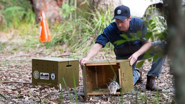 The Eastern Quolls were released into the Booderee National Park at Jervis Bay on Tuesday - the first time the mammals have been roaming free on the mainland for 50 years.