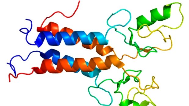 The structure of the protein produced by the BRCA1 gene.