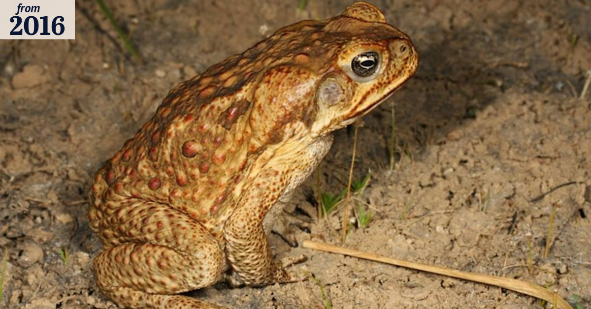 Hitchhiking cane toad leaps into luggage found in WA