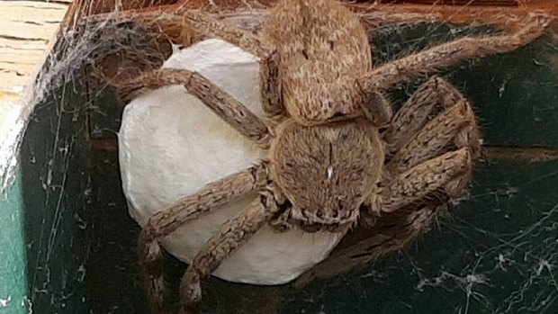 BROODING: This huntsman spider - dubbed 'Hortense' - guards her egg sac in a North Bendigo letterbox. They were born yesterday