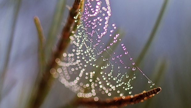 The design of the thread-like implant was inspired by how water beads on a spider's silk web.