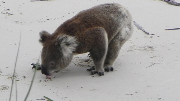 Koalas at the Port Stephens site being sold off are observed heading to the sand for a salt lick every spring.