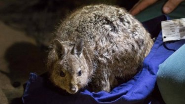 Rare Wallabies Hop Back Into Wa Protected By A Feral Cat Proof Fence