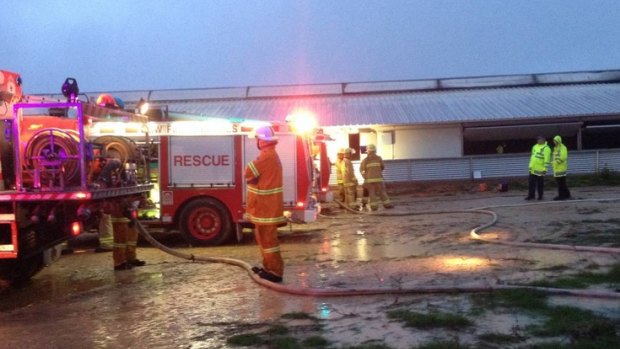Firefighters battle a blaze at Wonga Piggery, in which about 2500 animals died. 