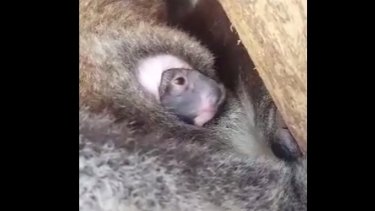 Baby Koala Joey Emerges From Pouch At Tidbinbilla Nature Reserve