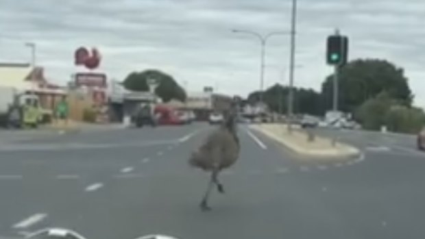 The emu has been running through the streets of Emerald.