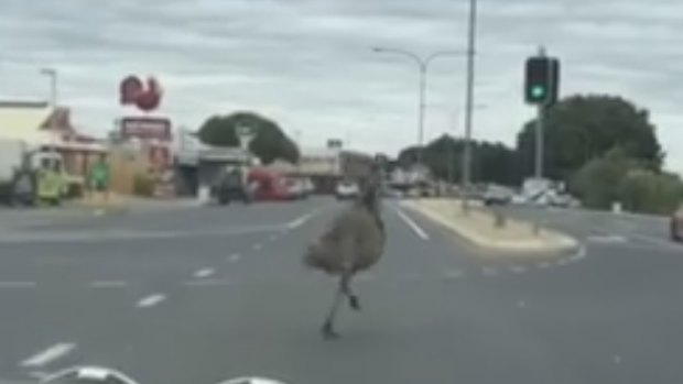 Runaway emu in Queensland town Emerald leaves traffic in a flap