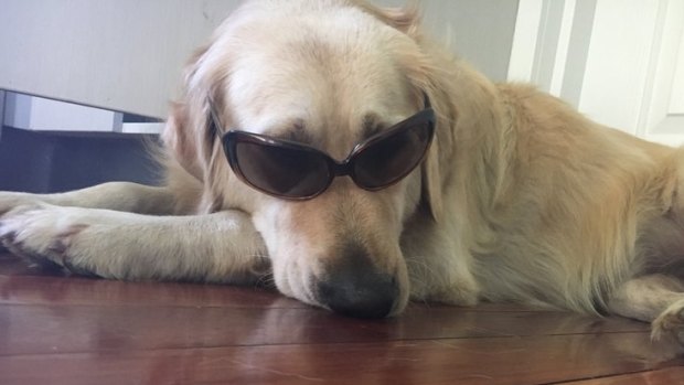 Sandy, the three-year-old golden retriever is at the centre of a two-year battle.