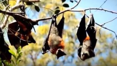 Bats re-locating on Sunshine Coast as warmer winters change eucalpt flowering.