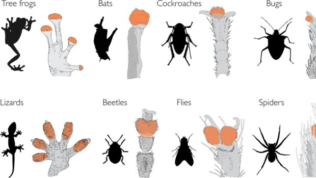 Humans won't be walking up walls like these species any time soon, according to a University of Cambridge study.