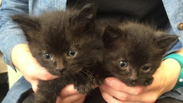 Two kittens are lucky to be alive after they were dumped in a recycling bin and taken to a Canberra recycling facility.