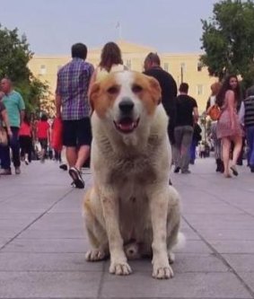 The documentary Dogs For Democracy, by Australian filmmaker Mary Zournazi.