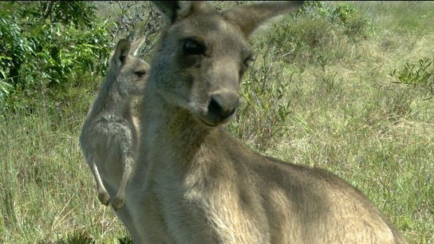 Animal selfie: an inquisitive kangaroo captured on a remote-sensing camera.