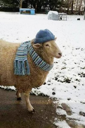 Marley the sheep felt right at home in the snow.