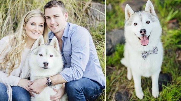 Marnie and Ryan with their pet husky, Blaze. 