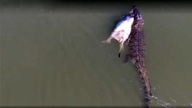 A crocodile, estimated at between five and six metres in length, hauls away a cow in the Kimberley.