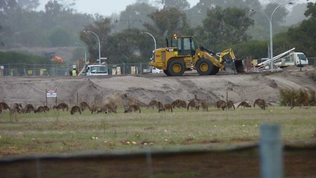 'Landlocked' kangaroos at the development site in Ellenbrook.