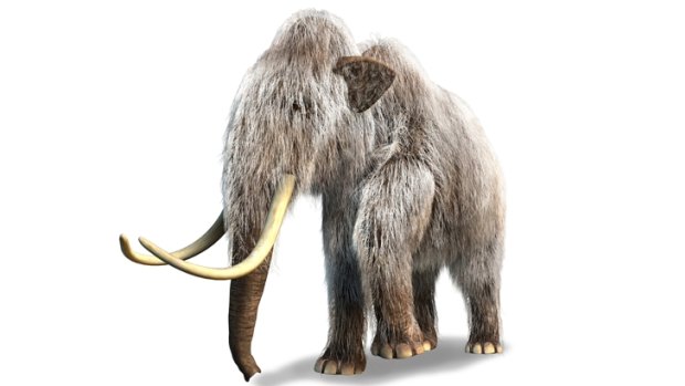 An artist's depiction of a woolly mammoth.