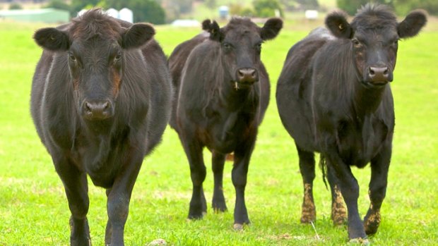 Black Angus cattle have been the target of 3D imaging research. 