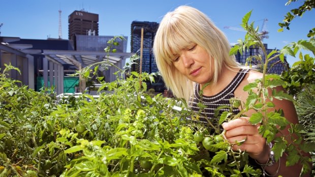 Dr Sara Wilkinson tends a tomato crop on a rooftop above Broadway at UTS. 
