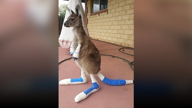Joey being treated for burns at the Waroona Veterinary Clinic. 