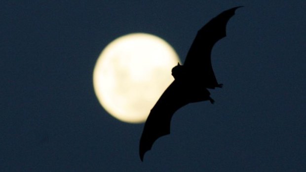 Flying foxes have sparked complaints in Mount Ommaney.