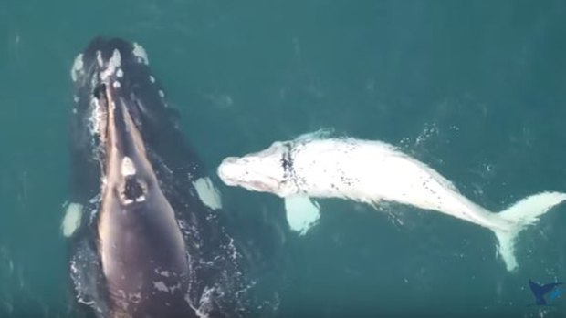 Amazing drone footage of a white whale calf off WA's South-West