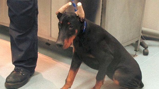 are doberman legal in australia? 2