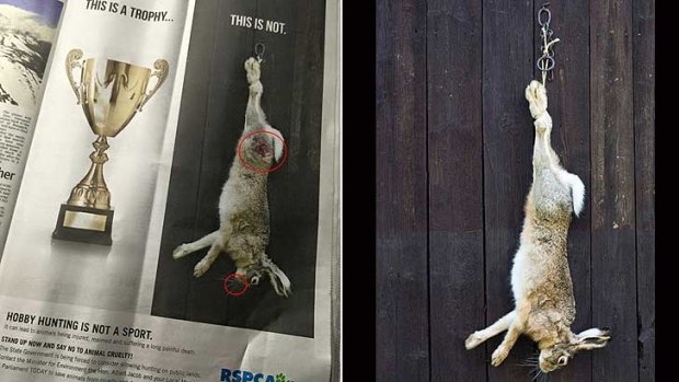 (Left) The RSPCA advert as featured in The West Australian newspaper, with the digitally altered hare. (Right) The original picture.