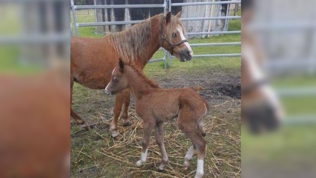The abandoned mare has given birth to a foal.