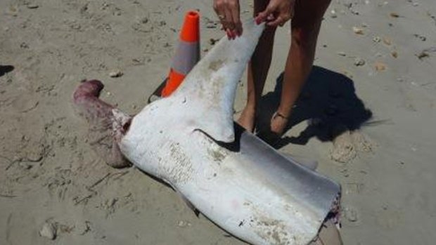 Part of a shark discovered by fisheries.