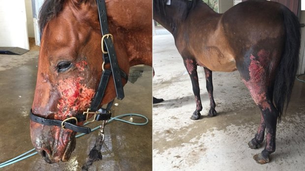 The horses' injuries may get worse before they get better.