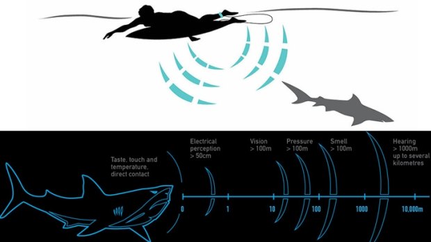 How the Modom leash works (above) and a shark's sensor perceptions under water (below).