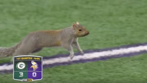 Wreaking havoc: the Minnesota Squirrel.