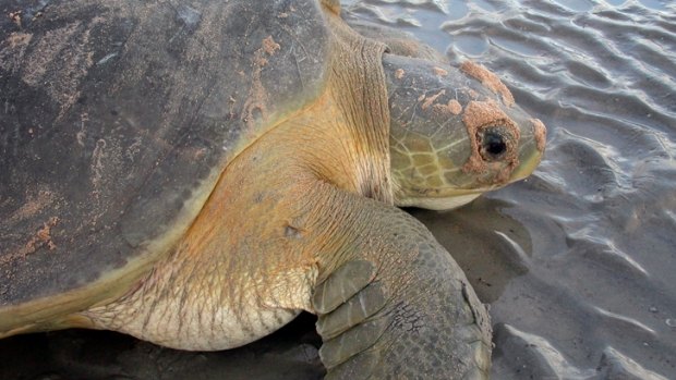 Three flatback turtles were stolen from AQWA