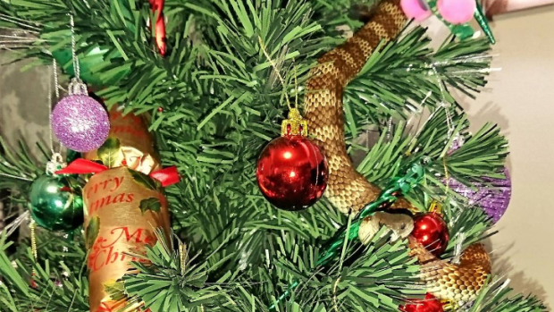 A tiger snake was discovered in a Christmas tree in Frankston. 
